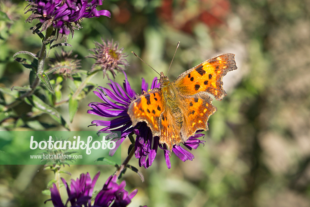 609029 - C-Falter (Polygonia c-album syn. Nymphalis c-album)