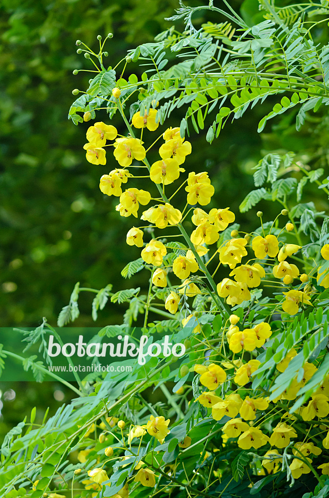 533239 - Caesalpinia decapetala syn. Caesalpinia japonica