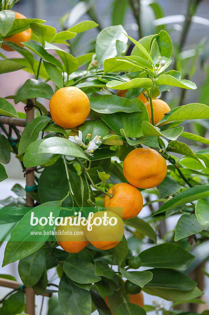 535380 - Calamondine (Citrofortunella microcarpa syn. Citrus aurantifolia x Fortunella margarita)