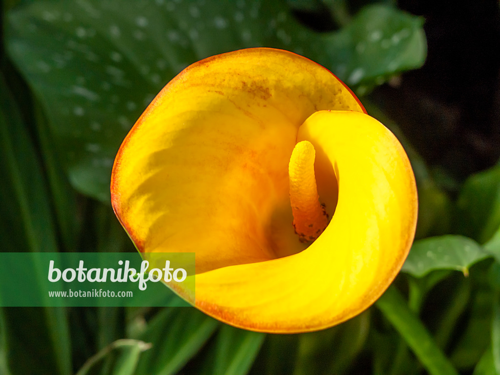 460141 - Calla (Zantedeschia)