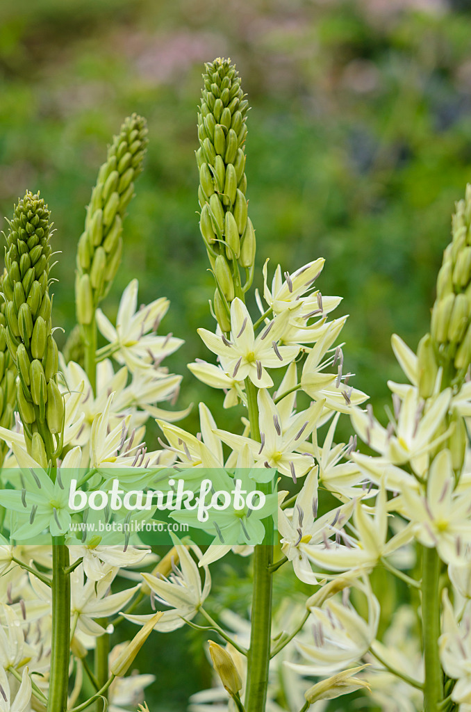 533398 - Camassia leichtlinii 'Alba' 533398 - Camassia leichtlinii 'Alba'
