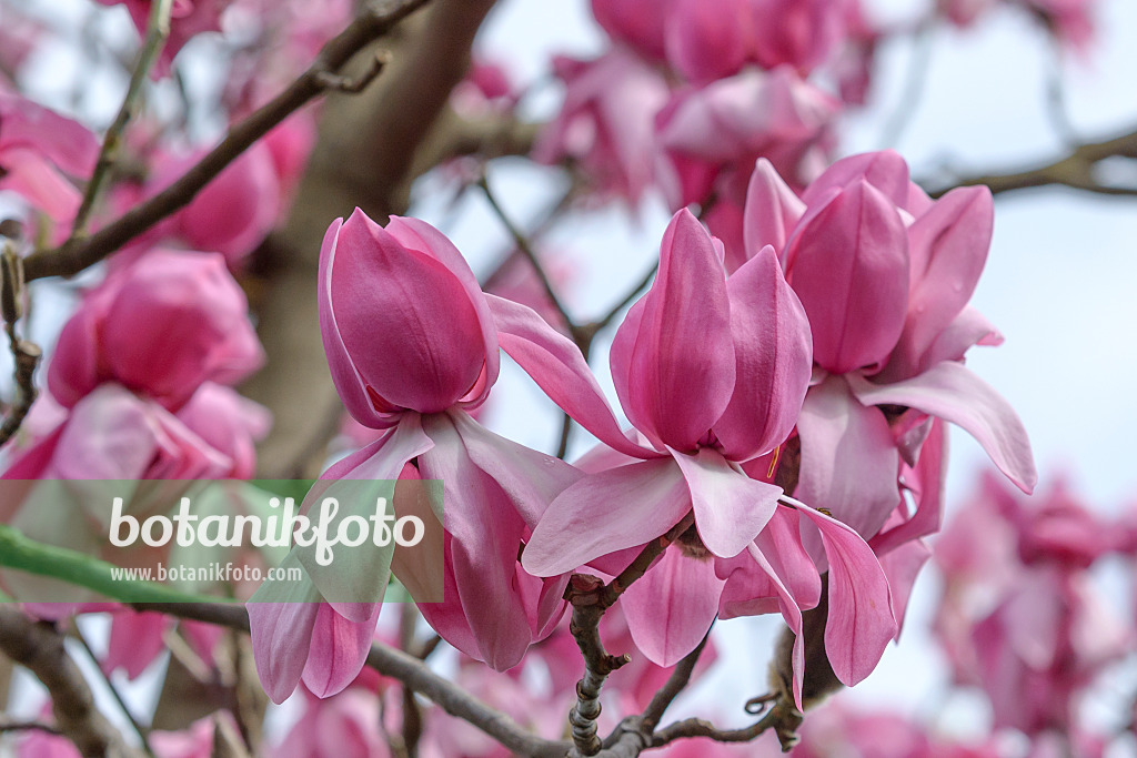 558148 - Campbells Magnolie (Magnolia campbellii 'Darjeeling')