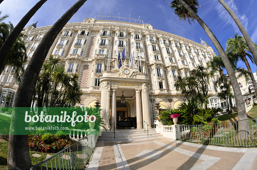 569006 - Carlton Hotel, Cannes, Frankreich