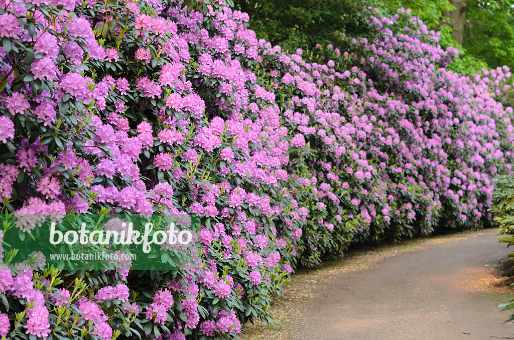 520449 - Catawba-Rhododendron (Rhododendron catawbiense 'Roseum Elegans')