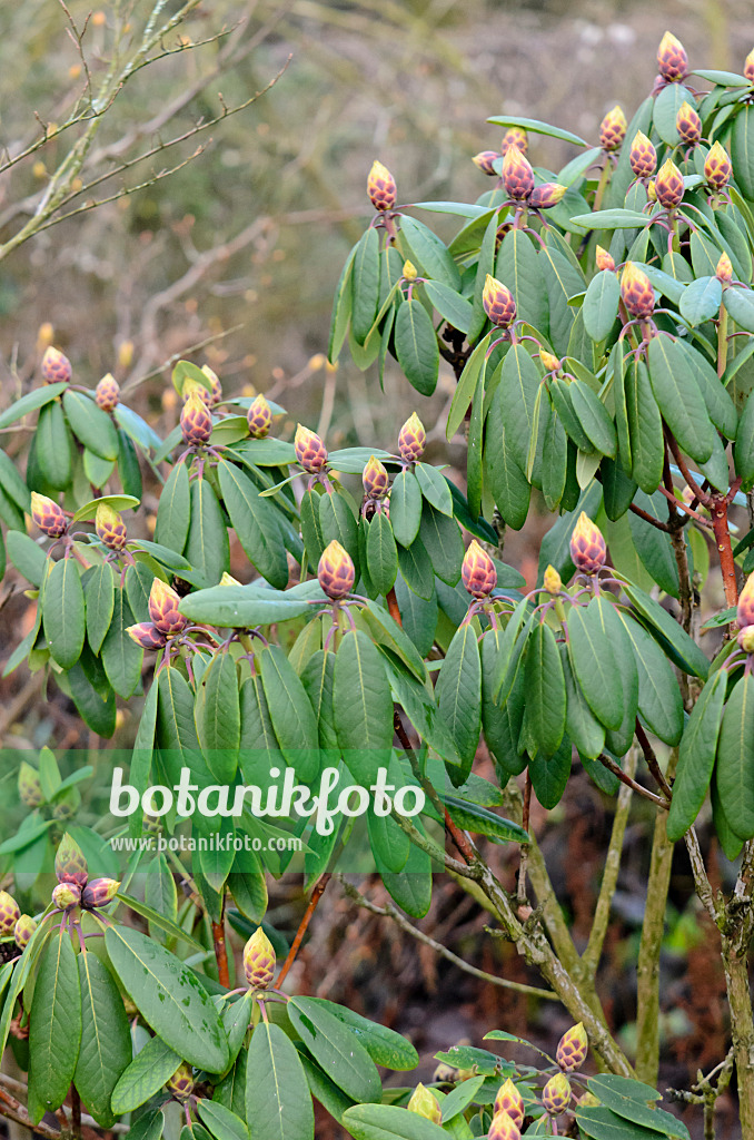 553054 - Catawba-Rhododendron (Rhododendron catawbiense)