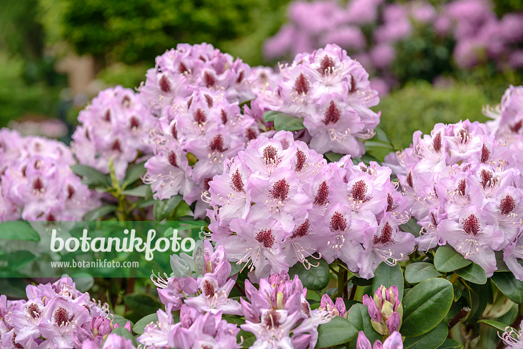 558214 - Catawba-Rhododendron (Rhododendron catawbiense 'Humboldt')