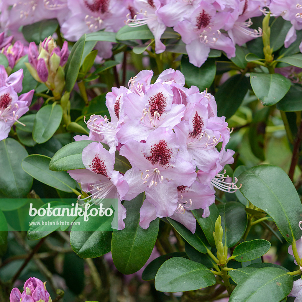 575310 - Catawba-Rhododendron (Rhododendron catawbiense 'Humboldt')