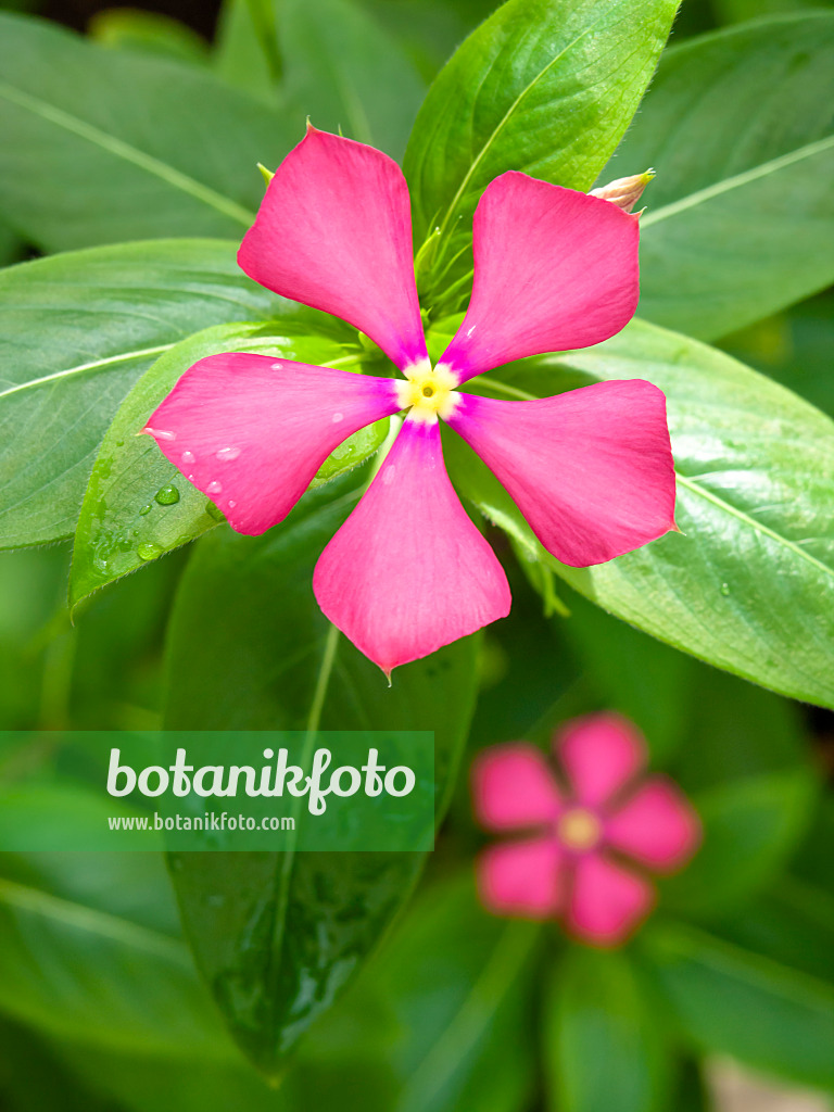 426081 - Catharanthus trichophyllus