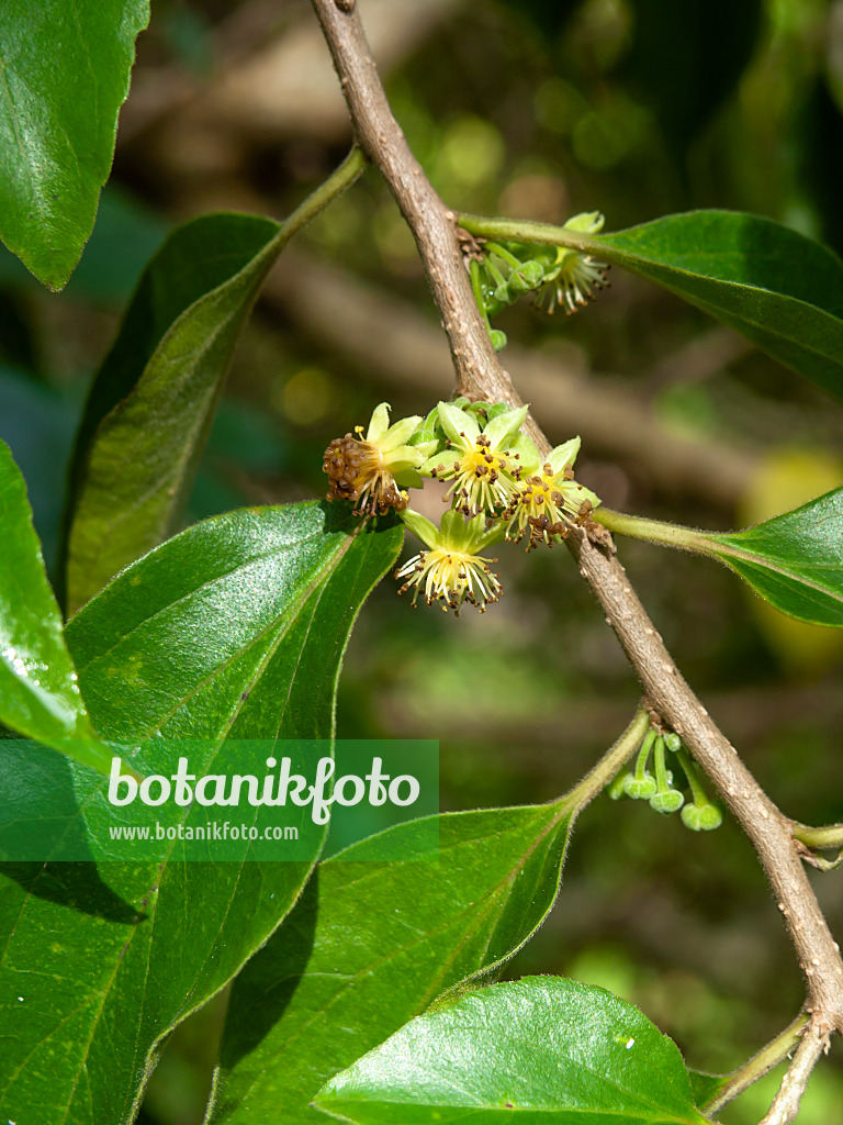 434075 - Ceylon-Stachelbeere (Dovyalis hebecarpa)