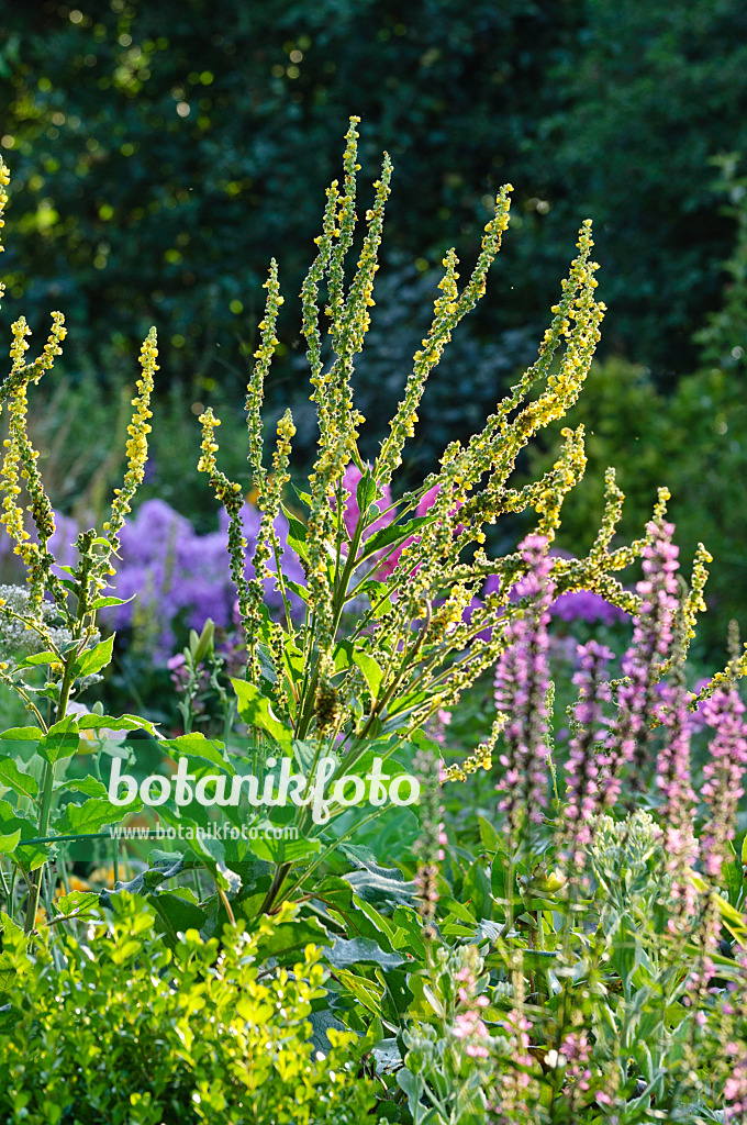 474461 - Chaix Königskerze (Verbascum chaixii)