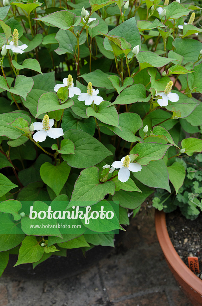 521421 - Chamäleonpflanze (Houttuynia cordata)