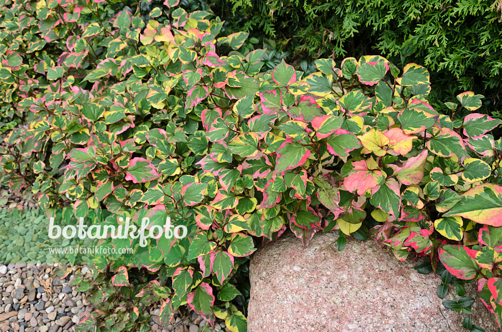 524190 - Chamäleonpflanze (Houttuynia cordata 'Chameleon' syn. Houttuynia cordata 'Variegata')