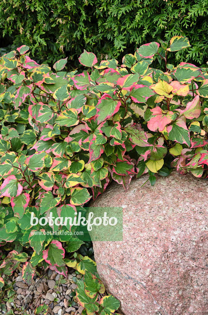 524191 - Chamäleonpflanze (Houttuynia cordata 'Chameleon' syn. Houttuynia cordata 'Variegata')