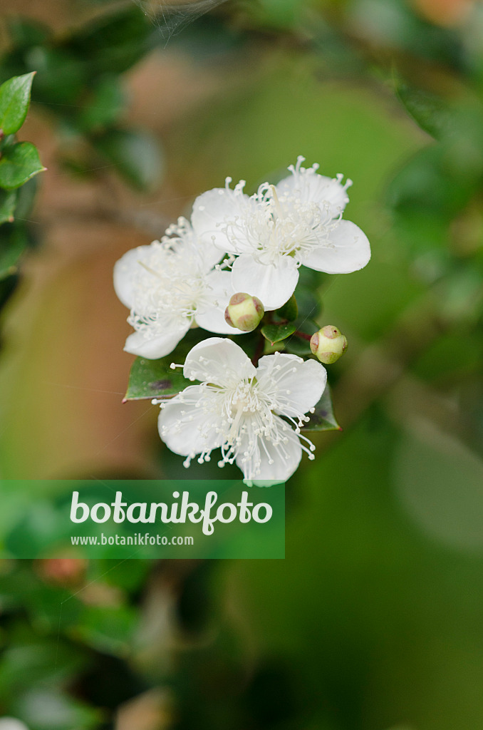 525045 - Chilenische Myrte (Luma apiculata)