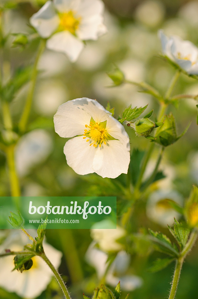 484332 - Chilenische Nelkenwurz (Geum chiloense)