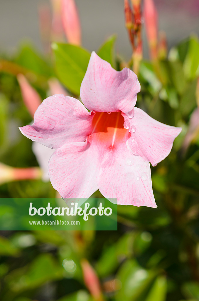 548026 - Chilenischer Jasmin (Mandevilla sanderi 'Sundaville Cream Pink' syn. Dipladenia sanderi 'Sundaville Cream Pink')