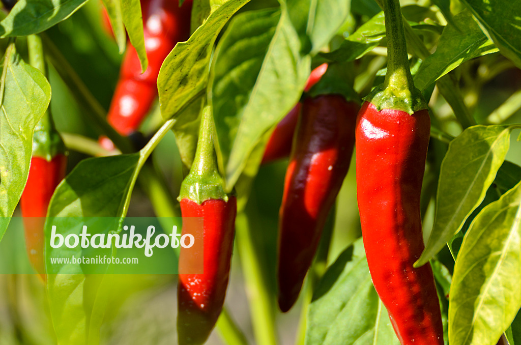 500170 - Chili (Capsicum)