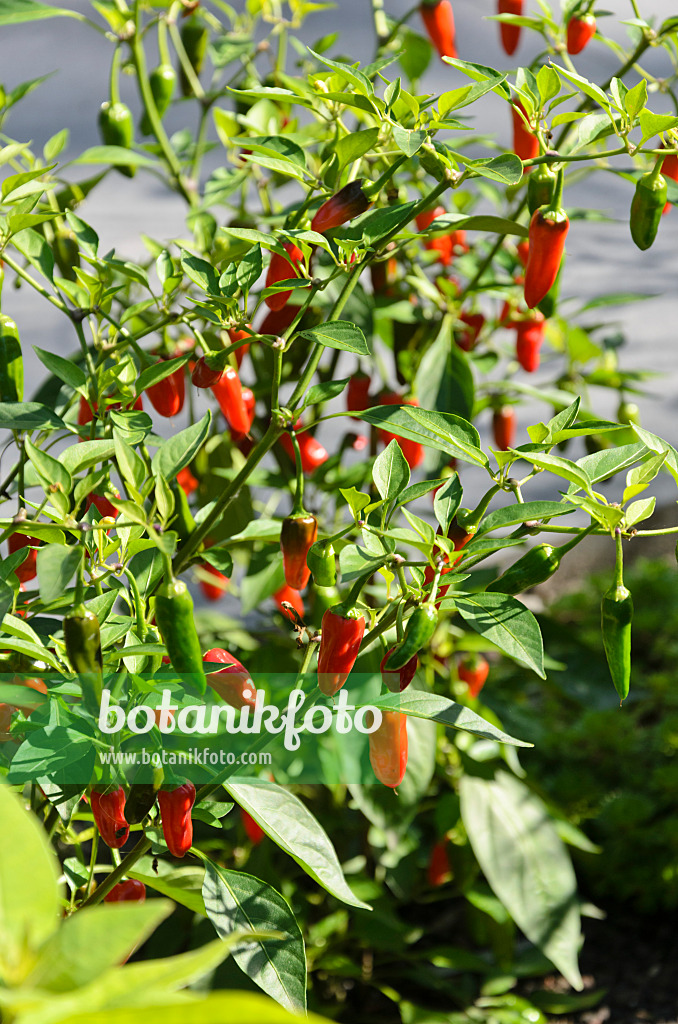 571048 - Chili (Capsicum)