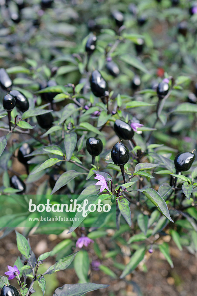 487166 - Chili (Capsicum frutescens 'Peruvian Purple')