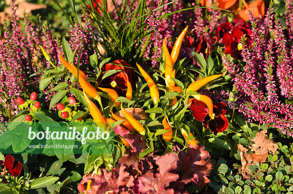 548082 - Chili (Capsicum), Veilchen (Viola) und Besenheide (Calluna)