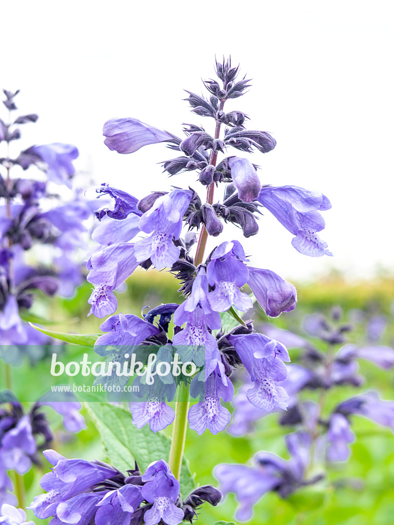 426043 - China-Drachenkopf (Nepeta prattii syn. Dracocephalum prattii)