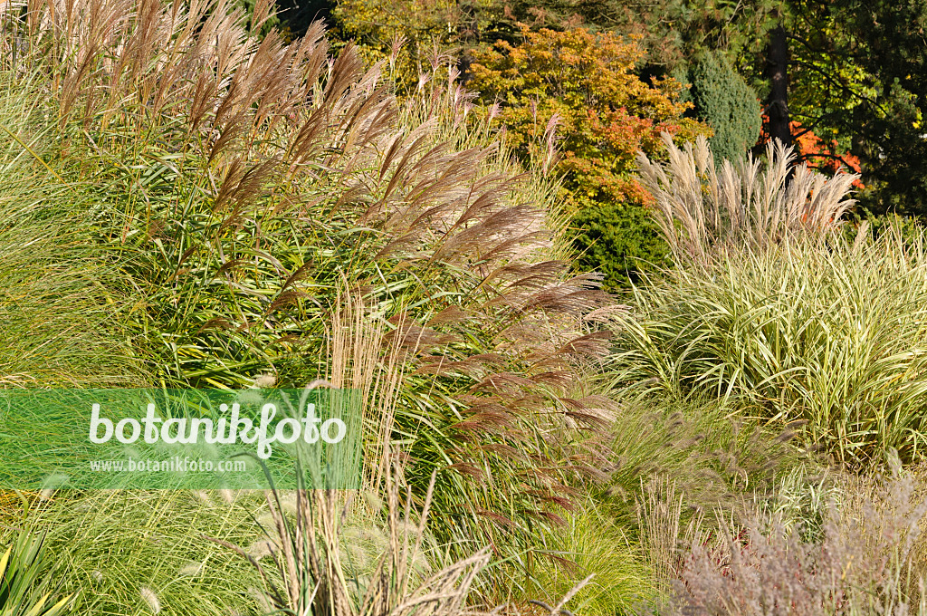 489082 - Chinaschilf (Miscanthus sinensis)