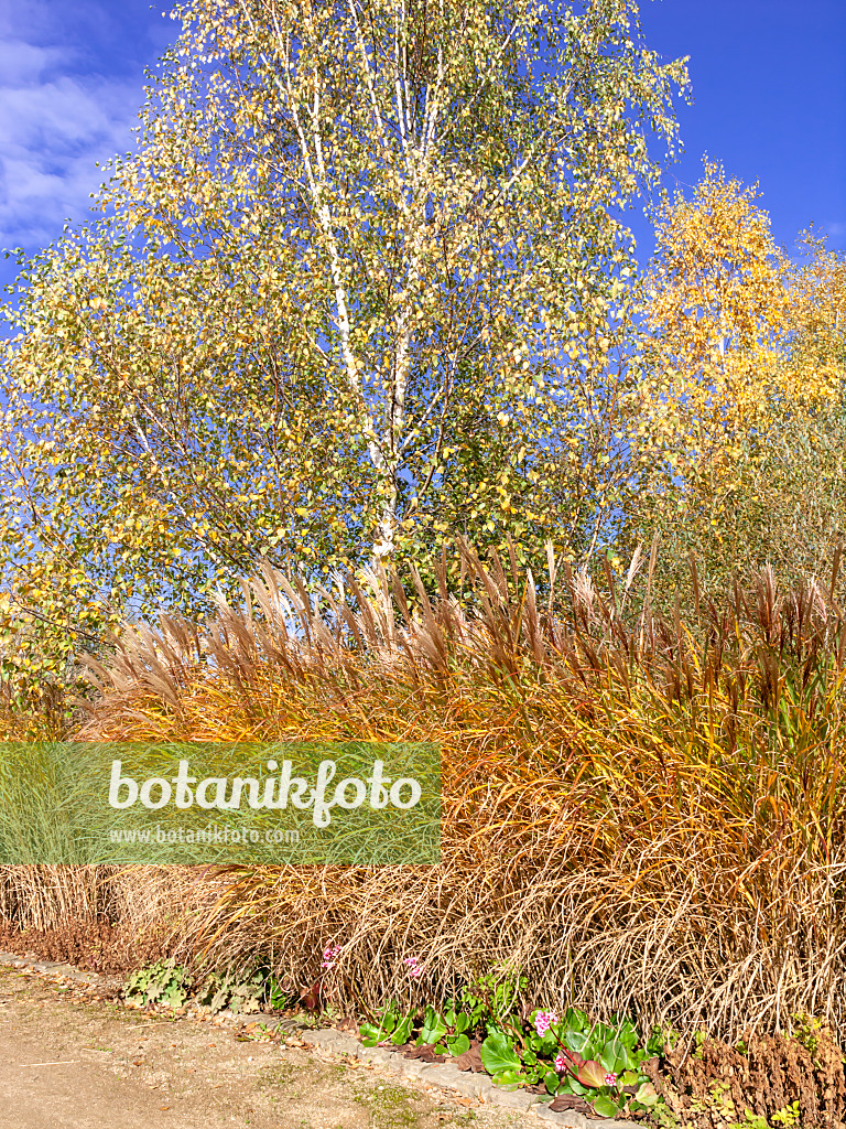 465164 - Chinaschilf (Miscanthus sinensis) und Birke (Betula)