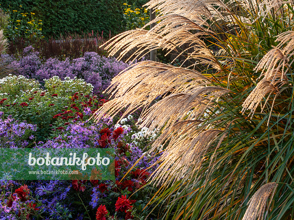 466013 - Chinaschilf (Miscanthus sinensis 'Große Fontäne')