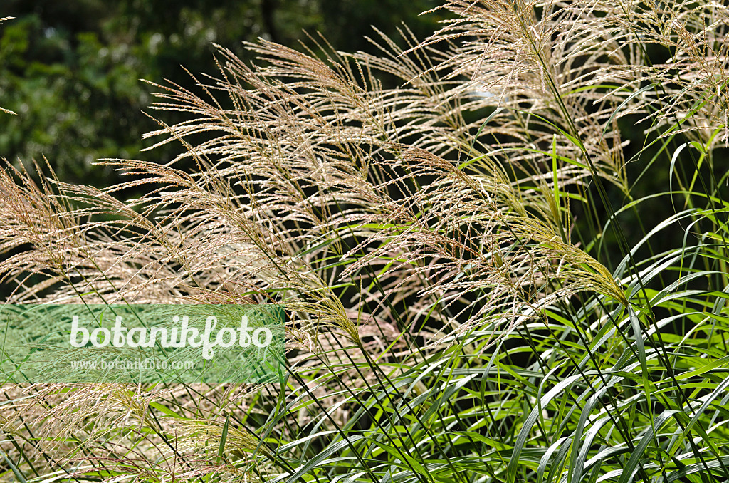 500028 - Chinaschilf (Miscanthus sinensis 'Silberfeder')