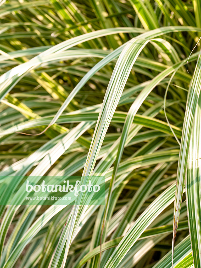 464030 - Chinaschilf (Miscanthus sinensis 'Variegata' syn. Miscanthus sinensis 'Variegatus')