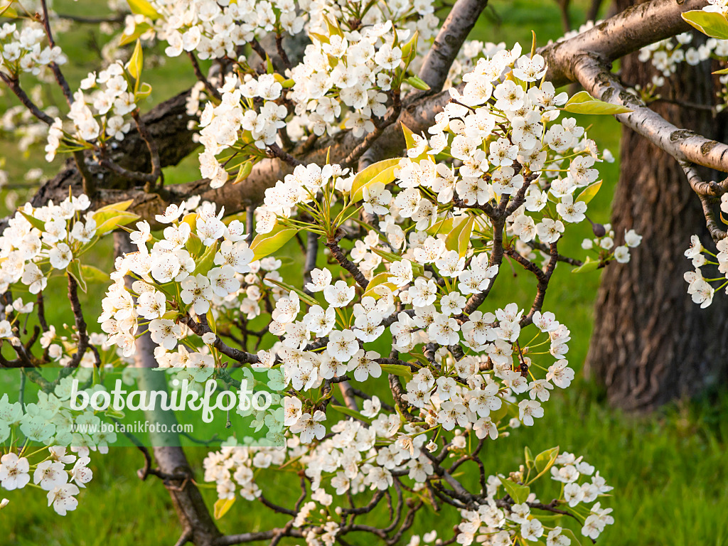 448001 - Chinesische Birne (Pyrus calleryana)