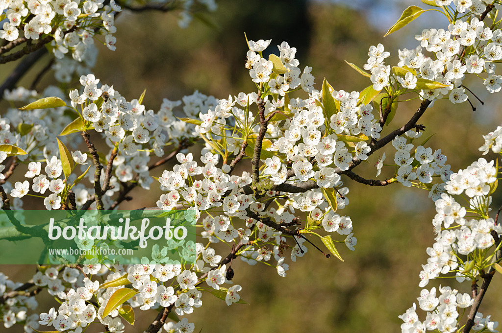 483277 - Chinesische Birne (Pyrus calleryana)