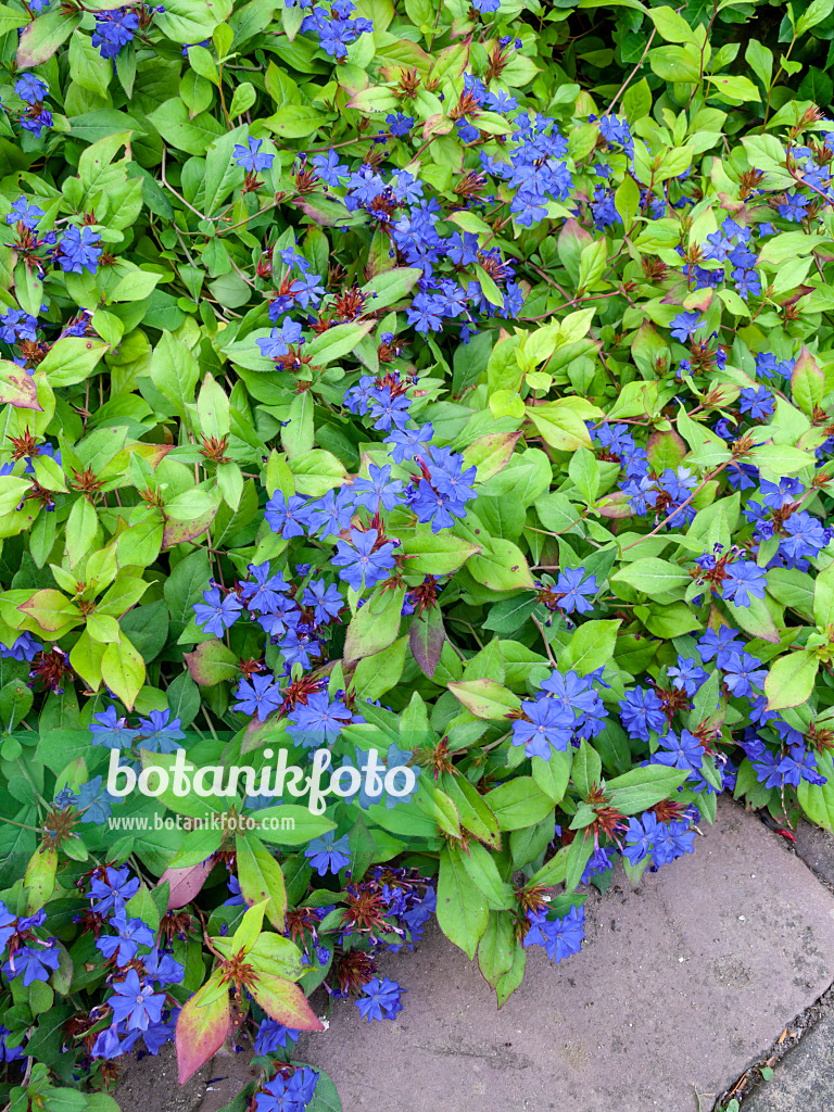 429064 - Chinesische Bleiwurz (Ceratostigma plumbaginoides)