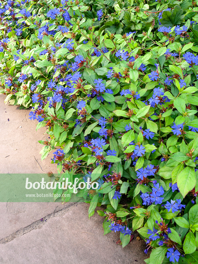 429065 - Chinesische Bleiwurz (Ceratostigma plumbaginoides)