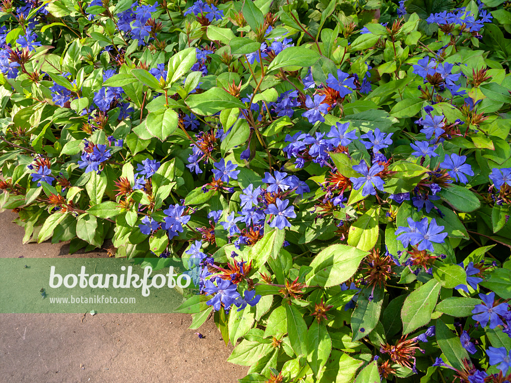 429066 - Chinesische Bleiwurz (Ceratostigma plumbaginoides)