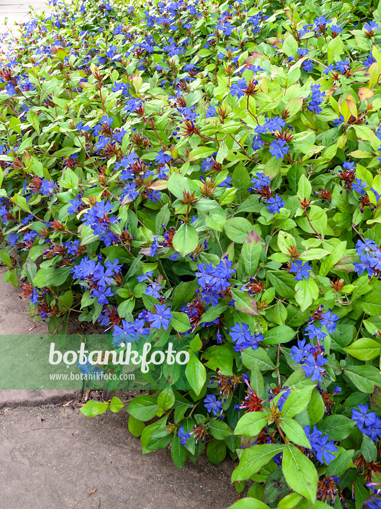 429067 - Chinesische Bleiwurz (Ceratostigma plumbaginoides)