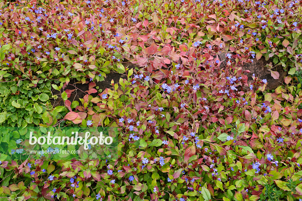 476260 - Chinesische Bleiwurz (Ceratostigma plumbaginoides)