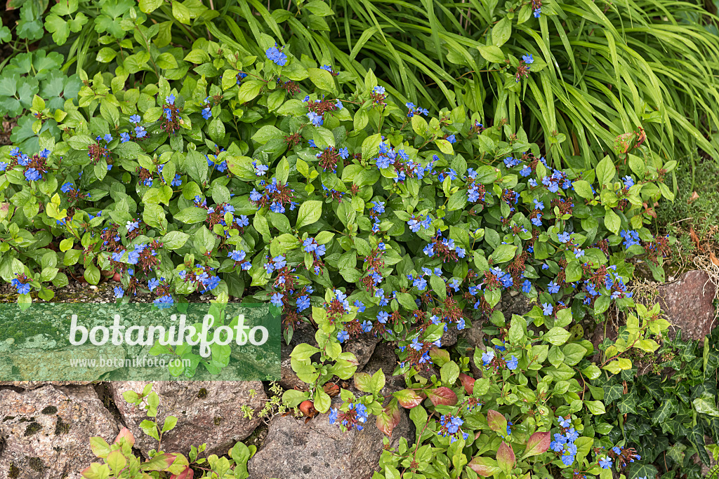 616370 - Chinesische Bleiwurz (Ceratostigma plumbaginoides)