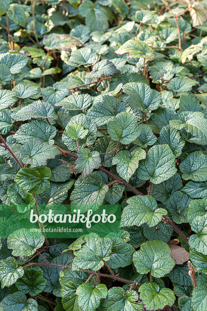 625366 - Chinesische Brombeere (Rubus tricolor)