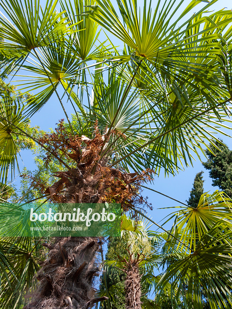 414111 - Chinesische Hanfpalme (Trachycarpus fortunei)