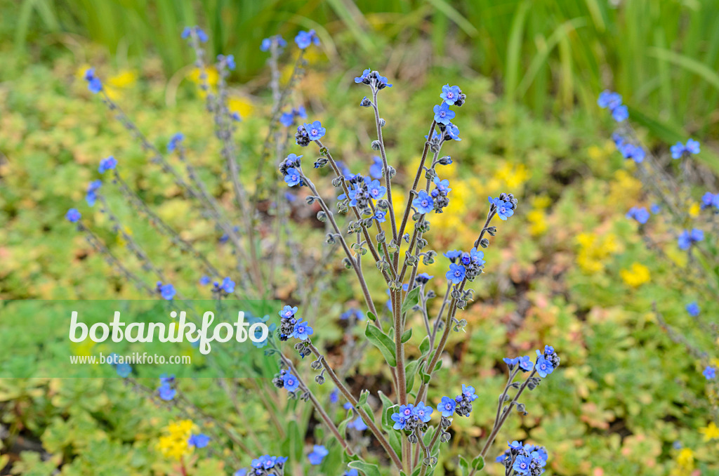 508438 - Chinesische Hundszunge (Cynoglossum amabile)