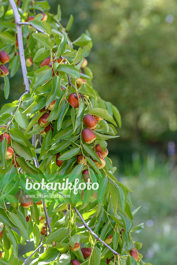 575359 - Chinesische Jujube (Ziziphus jujuba 'Lang')