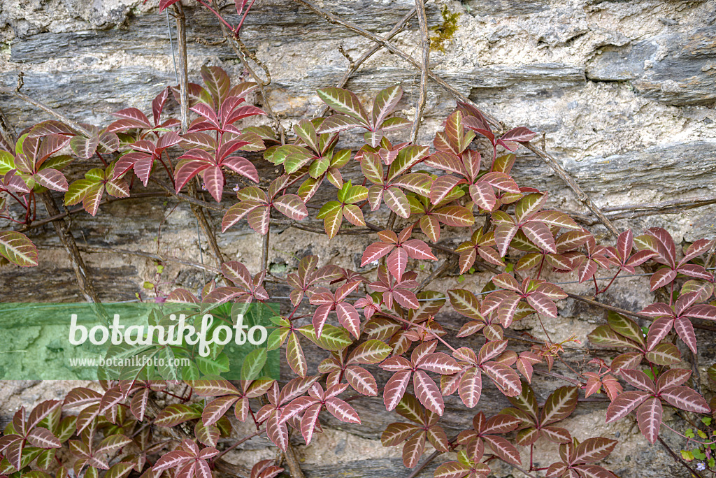 558174 - Chinesische Jungfernrebe (Parthenocissus henryana)