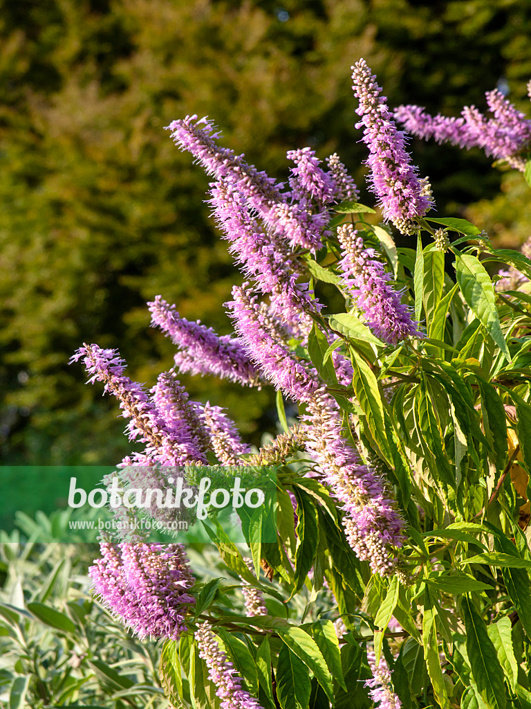 441188 - Chinesische Kammminze (Elsholtzia stauntonii)