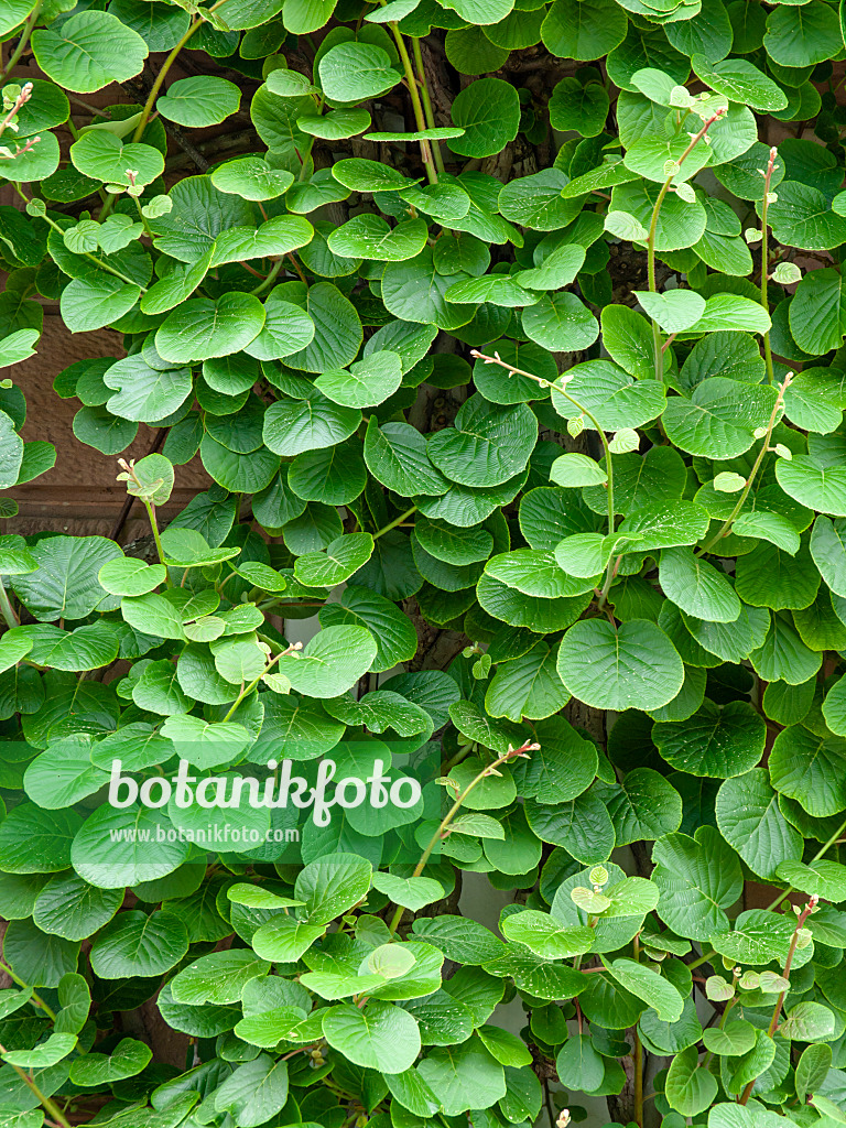 437392 - Chinesische Kiwi (Actinidia deliciosa)