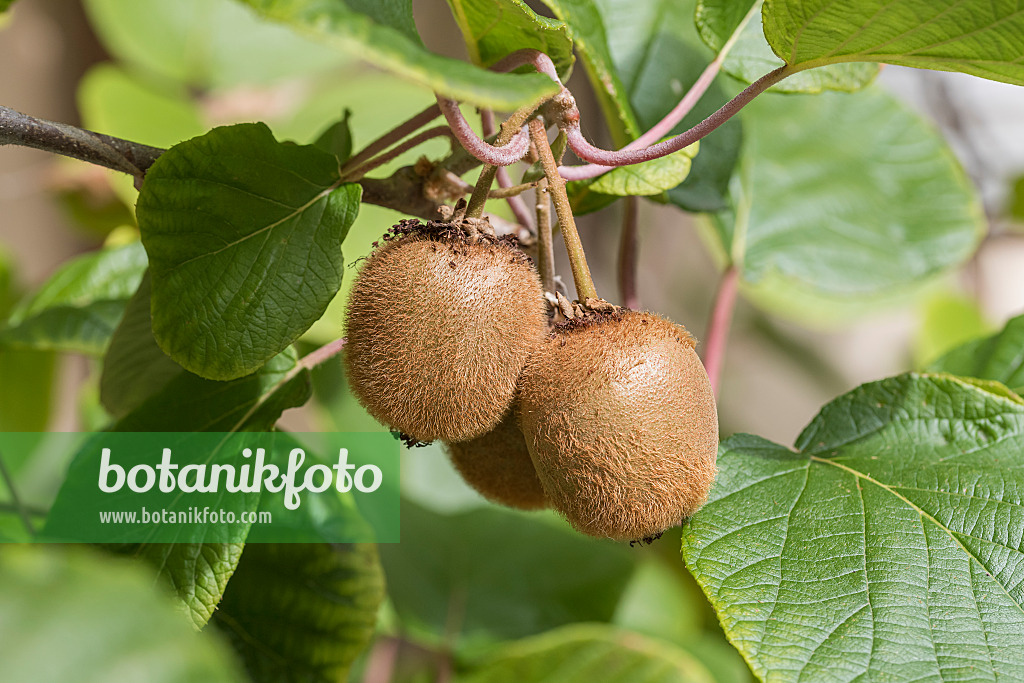 616002 - Chinesische Kiwi (Actinidia deliciosa 'Jenny')