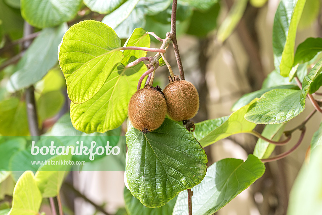 616003 - Chinesische Kiwi (Actinidia deliciosa 'Jenny')