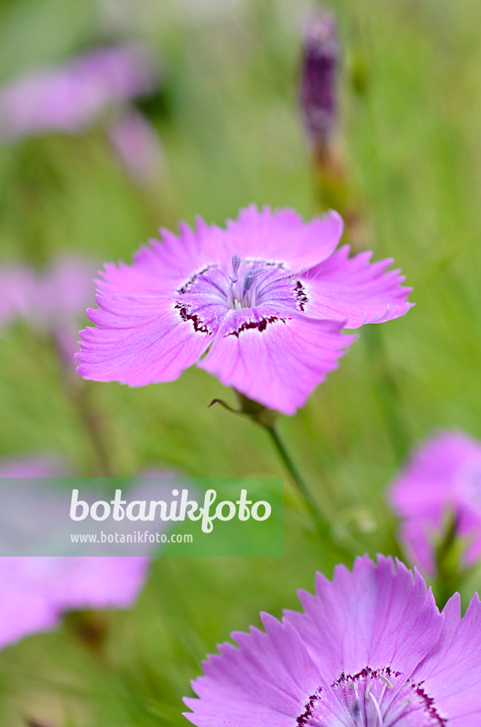 508440 - Chinesische Nelke (Dianthus chinensis)