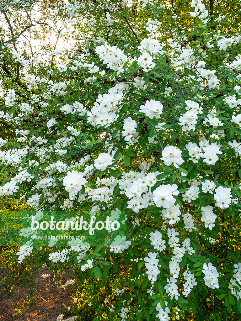 437215 - Chinesische Radspiere (Exochorda racemosa)