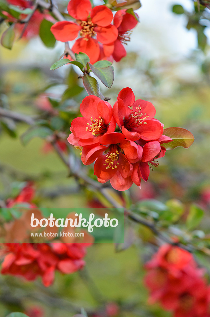 520042 - Chinesische Scheinquitte (Chaenomeles speciosa 'Semperflorens')